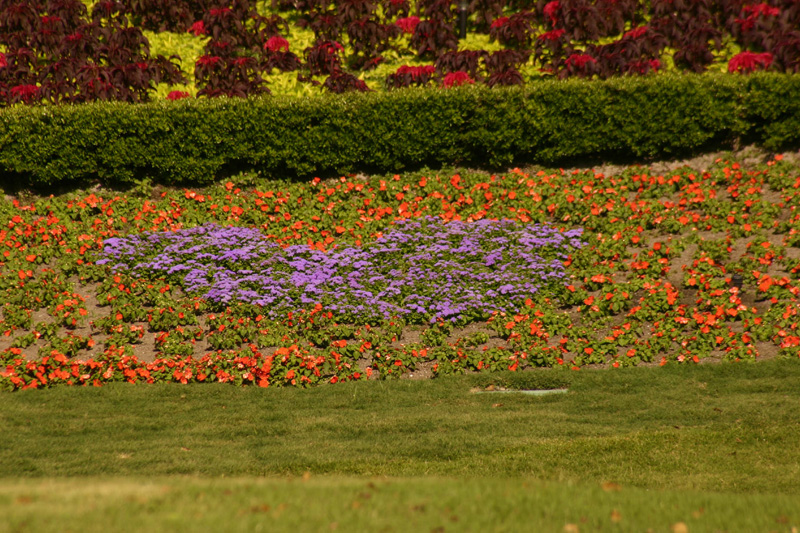 Annual Flowers Berm Mickey Land 2 close-up_1