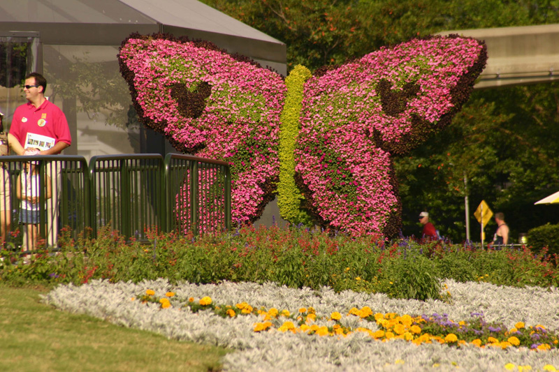 Butterfly Two Mickey's_1