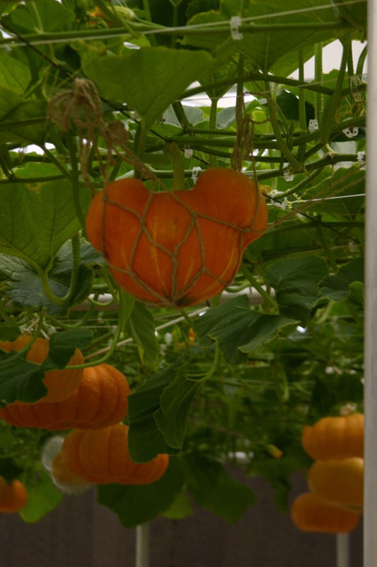 Land Pumpkins 2 mickey's_3