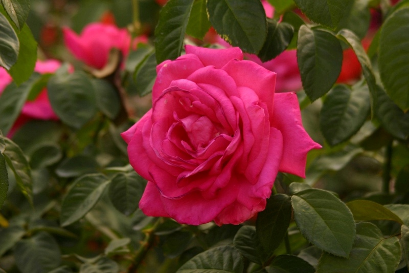 Rose-Garden-img_2660