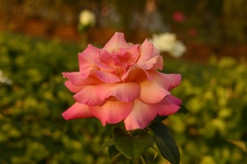 Rose-Garden-img_2661