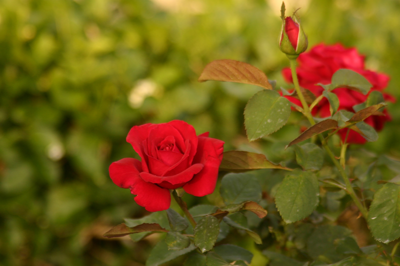 Rose-Garden-img_2667