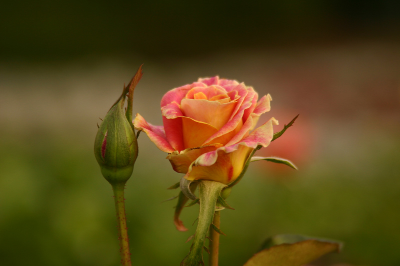 Rose-Garden-img_2669