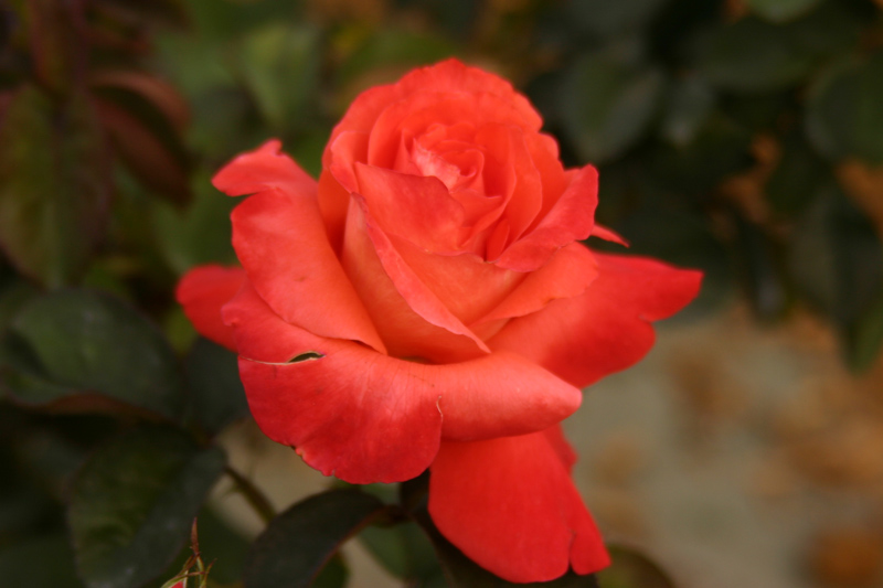 Rose-Garden-img_2671