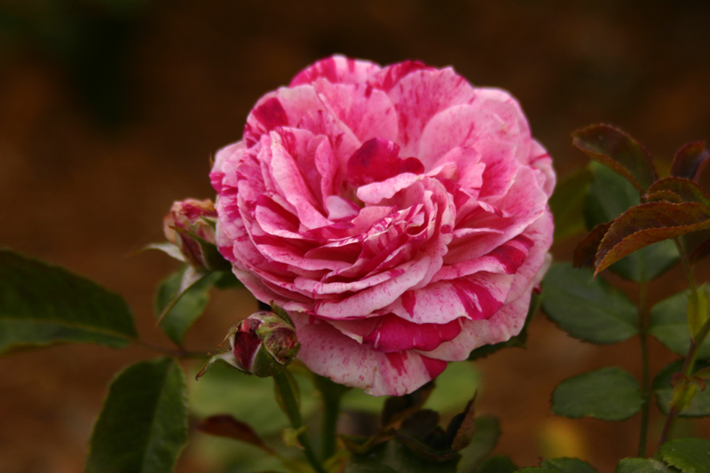 Rose-Garden-img_2672