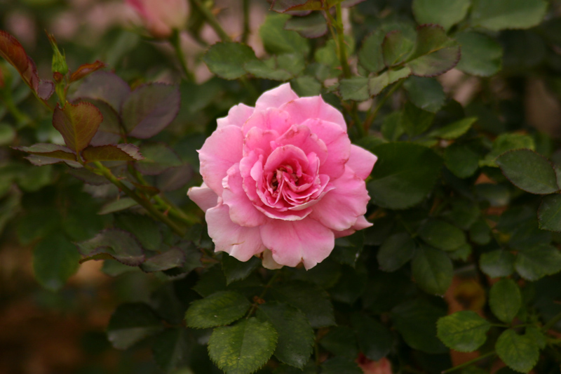 Rose-Garden-img_2673