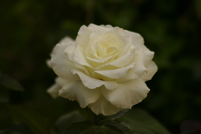 Rose-Garden-img_2675