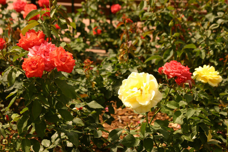 Rose-Garden-img_2954