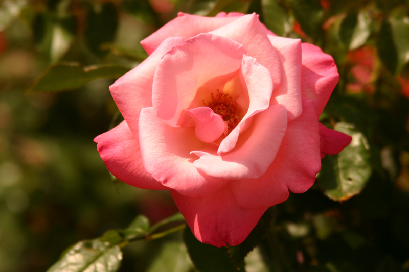 Rose-Garden-img_2956