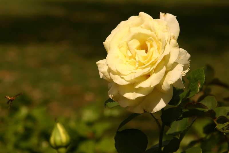 Rose-Garden-img_2957