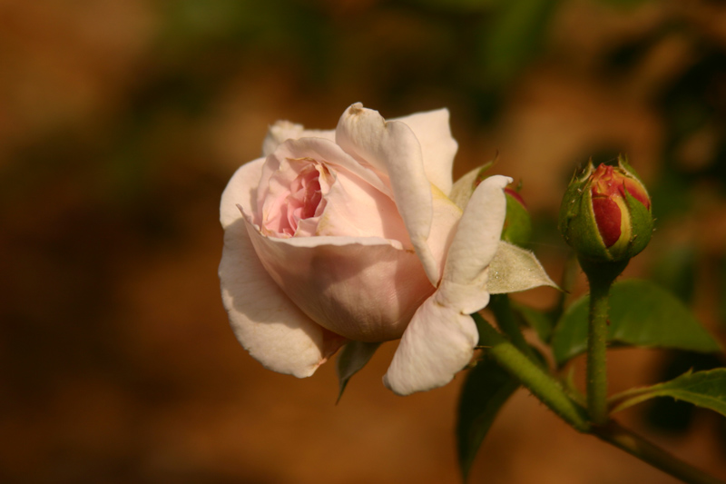 Rose-Garden-img_2958