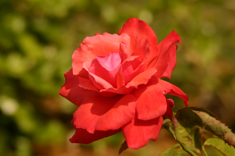 Rose-Garden-img_2959