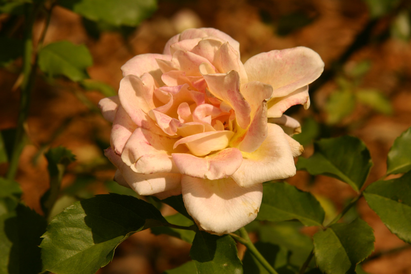 Rose-Garden-img_2960