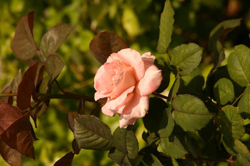 Rose-Garden-img_2963