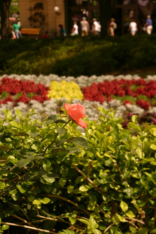 Rose-Garden-img_2964