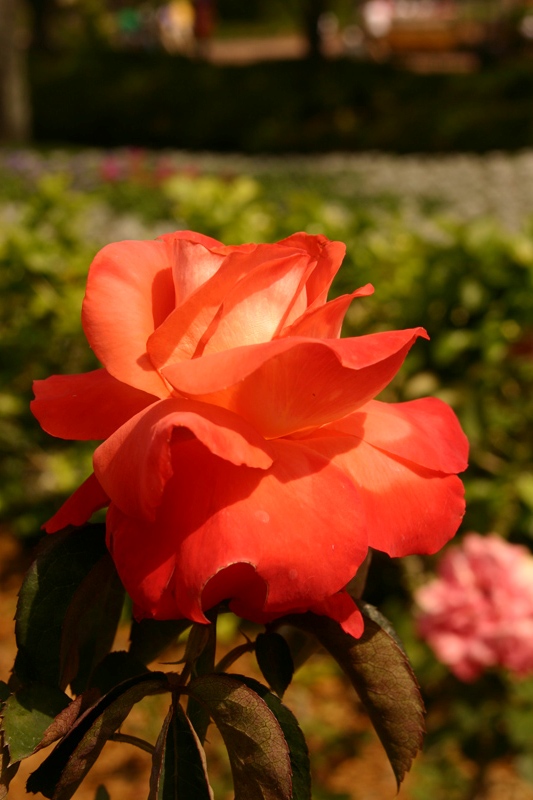 Rose-Garden-img_2965