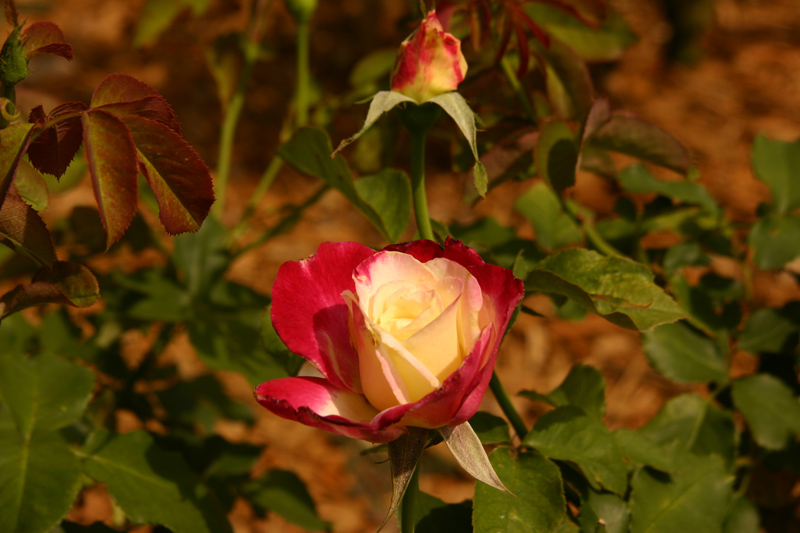 Rose-Garden-img_2969