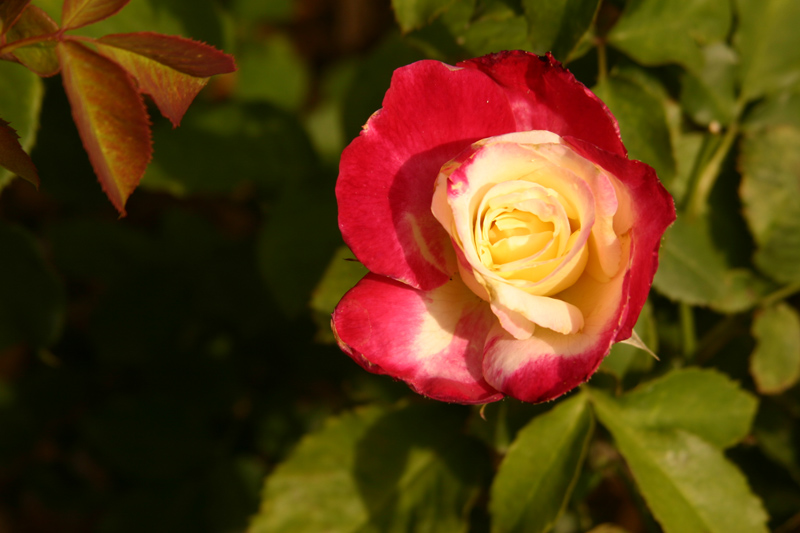 Rose-Garden-img_2971