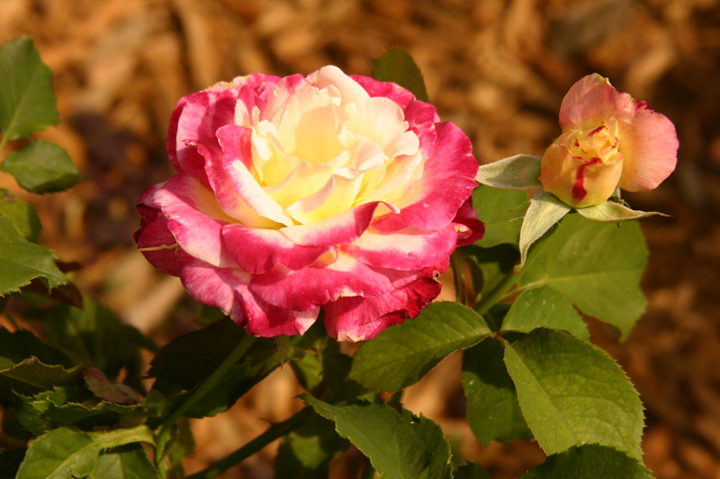 Rose-Garden-img_2973