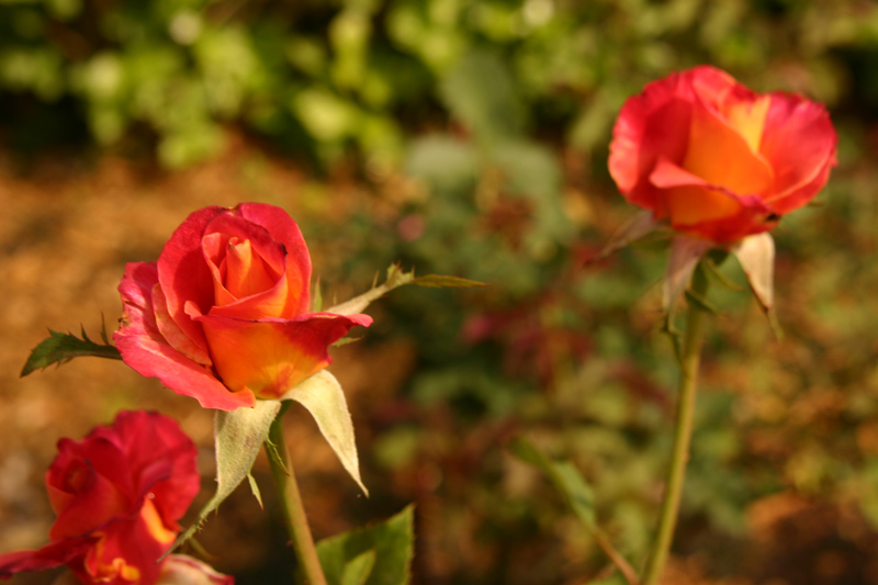 Rose-Garden-img_2980