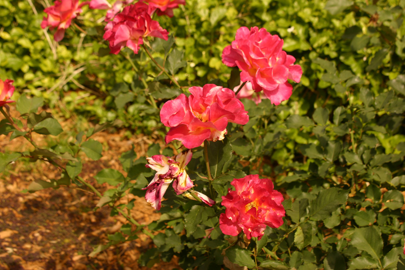 Rose-Garden-img_2982