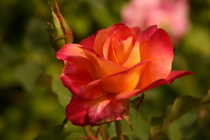 Rose-Garden-img_2985