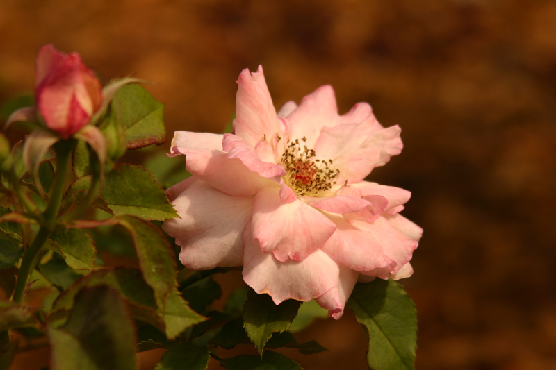 Rose-Garden-img_2987