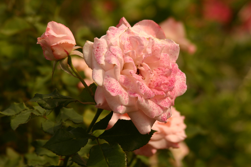 Rose-Garden-img_2988