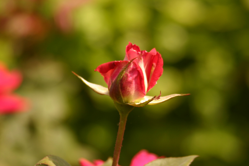 Rose-Garden-img_2991