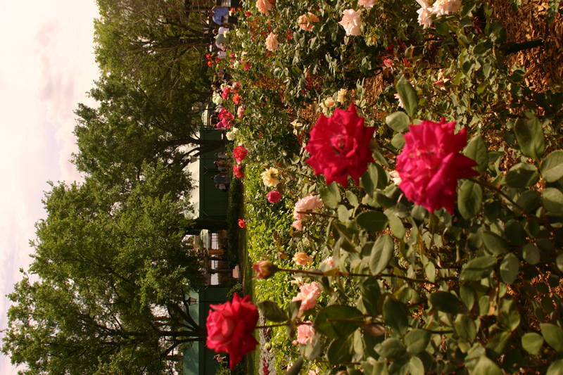 Rose-Garden-img_2993