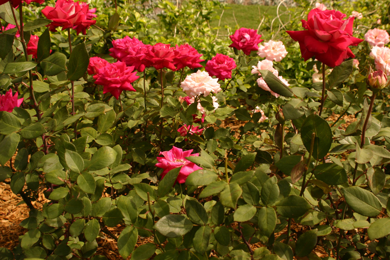 Rose-Garden-img_2994