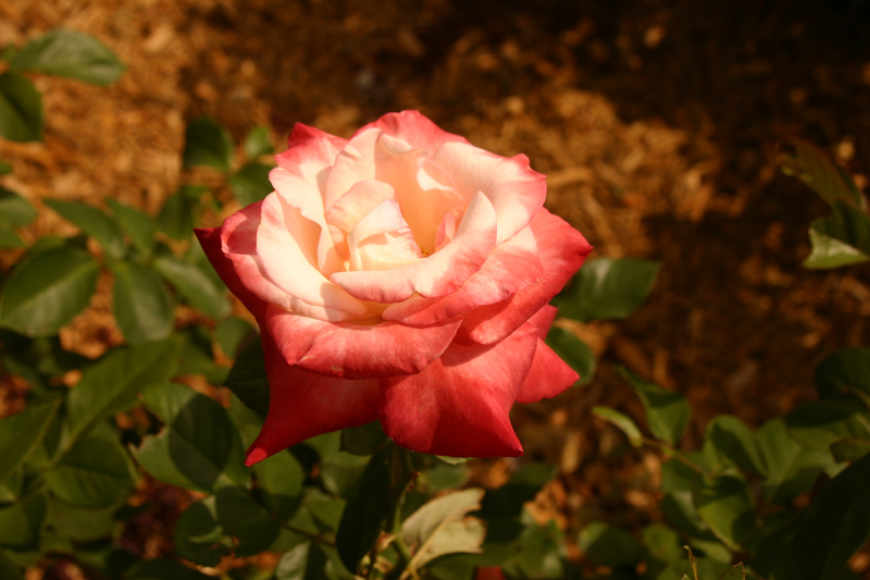 Rose-Garden-img_2996