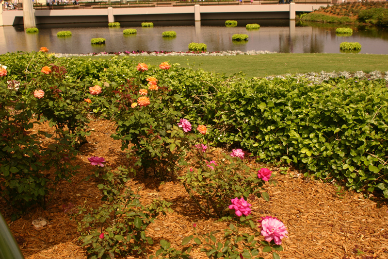 Rose-Garden-img_2999