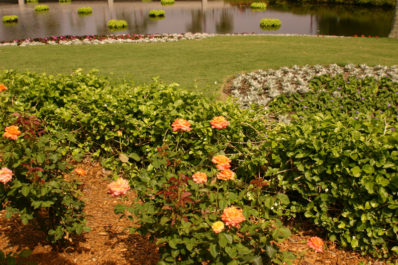 Rose-Garden-img_3000