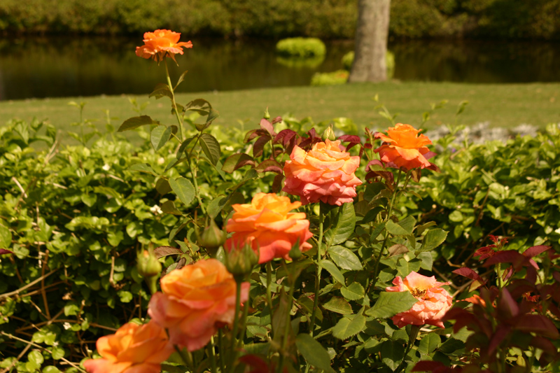 Rose-Garden-img_3003