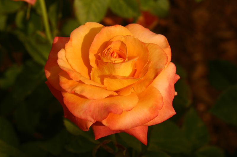 Rose-Garden-img_3004