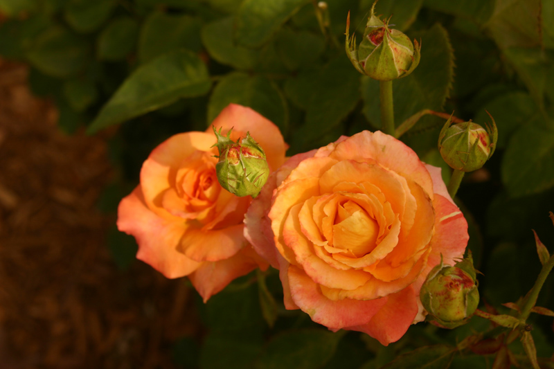 Rose-Garden-img_3005