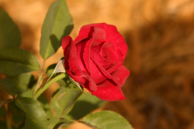 Rose-Garden-img_3010