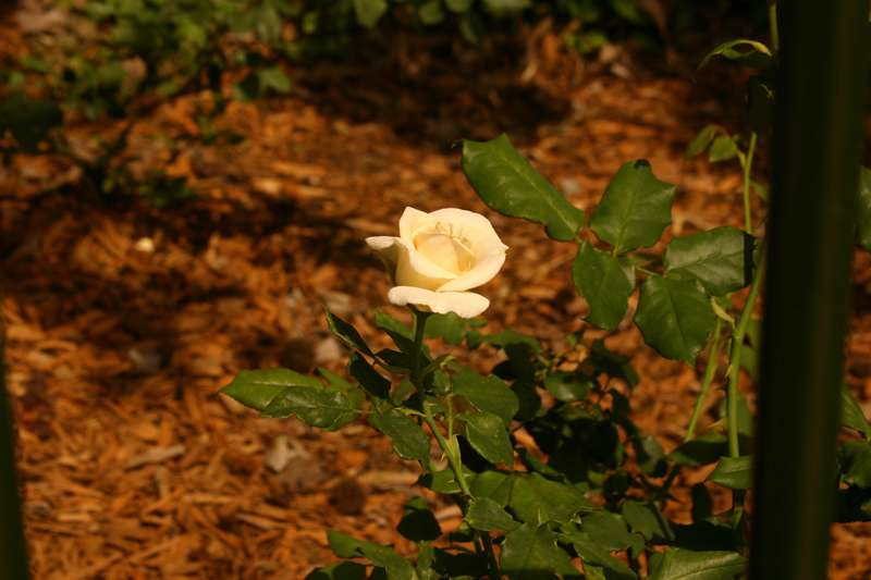 Rose-Garden-img_3012