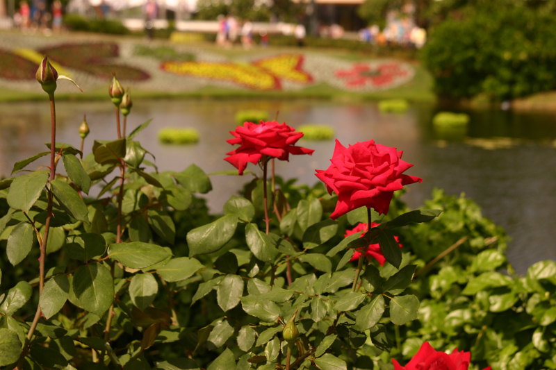 Rose-Garden-img_3016