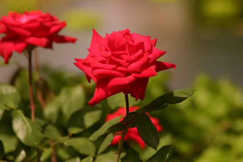 Rose-Garden-img_3017