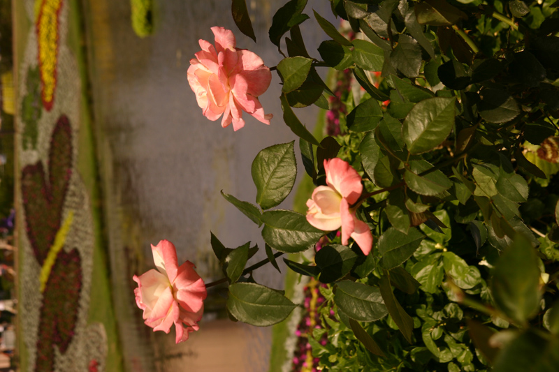 Rose-Garden-img_3019