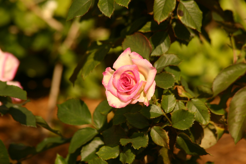 Rose-Garden-img_3024