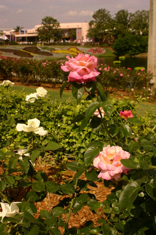 Rose-Garden-img_3025