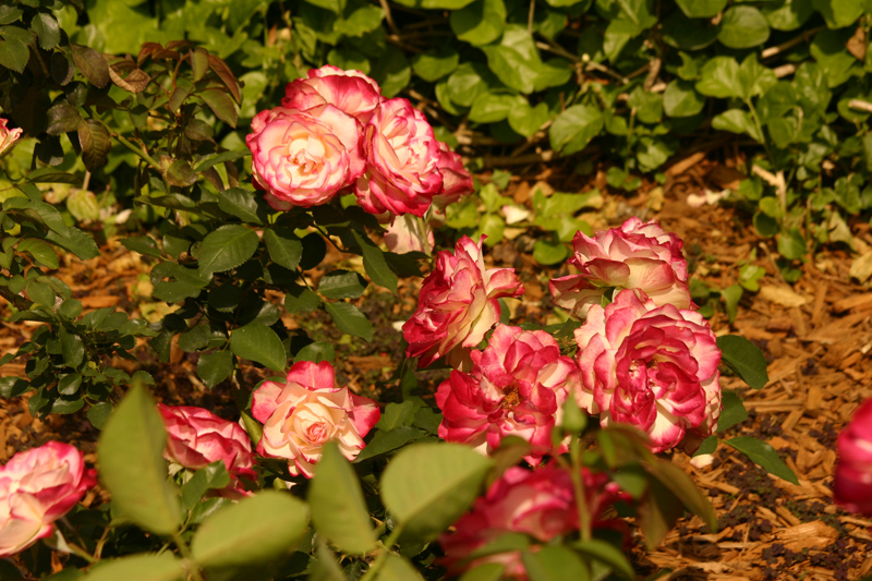 Rose-Garden-img_3027