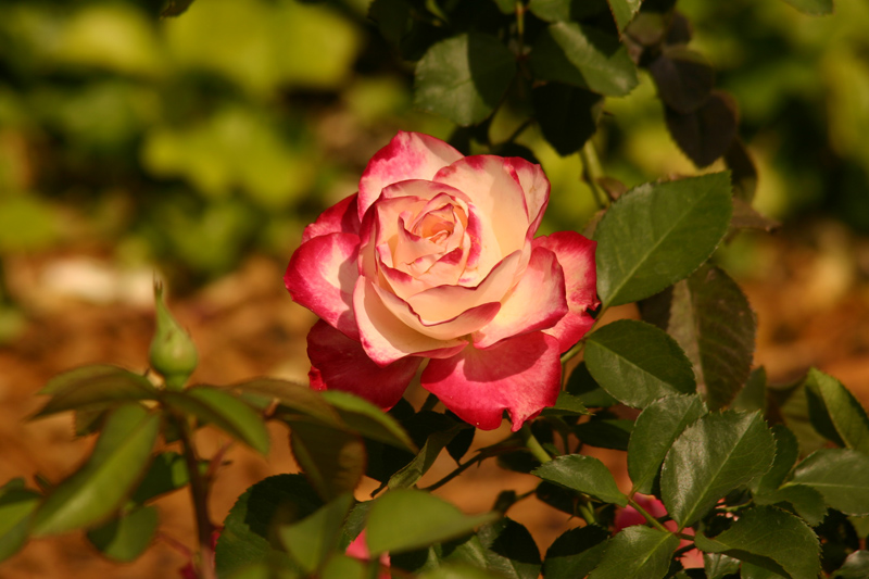 Rose-Garden-img_3030