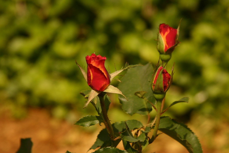 Rose-Garden-img_3031