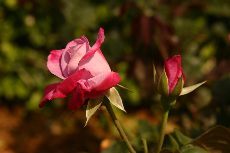 Rose-Garden-img_3034