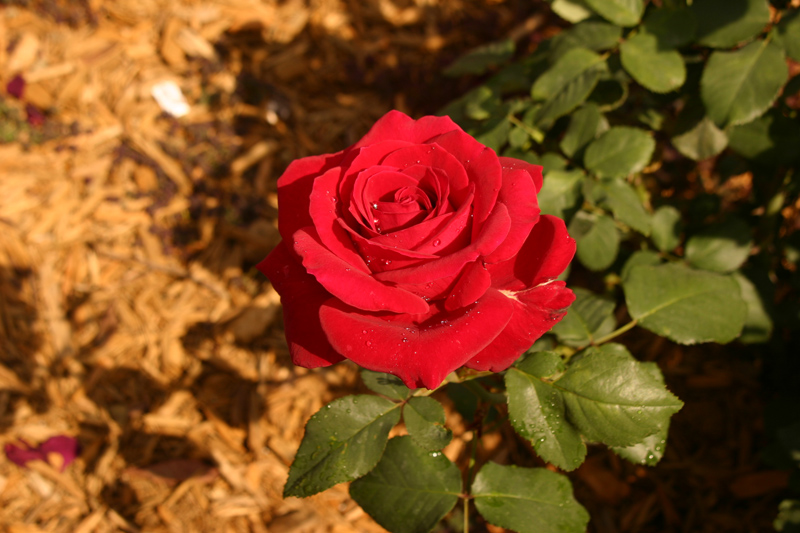 Rose-Garden-img_3043