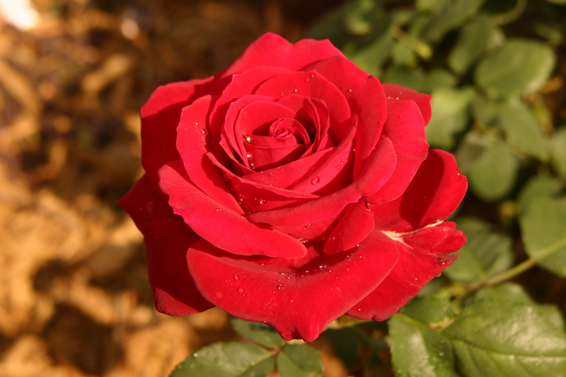 Rose-Garden-img_3044